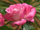 Розовая роза на фоне пальмового листа. 
Размер: 700x933. 
Размер файла: 498.64 КБ