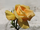 Расцветающая желтая роза. 
Размер: 700x761. 
Размер файла: 349.50 КБ