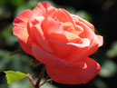 Роза грандифлора Лезгинка в солнечных лучах. 
Размер: 700x869. 
Размер файла: 417.57 КБ