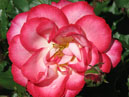 Красно-белая роза из Никитского сада. 
Размер: 700x662. 
Размер файла: 396.99 КБ