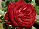 Красная роза в капельках росы. 
Размер: 700x732. 
Размер файла: 450.74 КБ