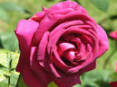 Чайно-гибридная роза Биг Пёпл (Big Purple). 
Размер: 700x739. 
Размер файла: 447.71 КБ
