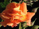 Оранжевая роза с бутонами. 
Размер: 700x933. 
Размер файла: 482.08 КБ
