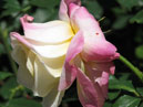 Бело-розовая роза. 
Размер: 700x845. 
Размер файла: 391.53 КБ