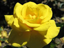 Чайно-гибридная желтая роза Мабелла (Mabella). 
Размер: 700x605. 
Размер файла: 289.21 КБ
