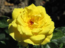 Чайная роза желтого цвета. 
Размер: 700x531. 
Размер файла: 275.38 КБ