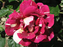 Чайно-гибридная роза Пестрая Фантазия. Селекция Никитского ботанического сада. 
Размер: 700x653. 
Размер файла: 402.88 КБ