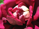 Лепестки розы Кроненбург (Kronenbourg).  
Размер: 700x525. 
Размер файла: 297.96 КБ