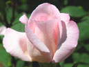 Бледно-розовая роза Мишель Мейлланд (Michele Meilland). 
Размер: 700x873. 
Размер файла: 402.56 КБ