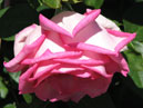 Чайно-гибридная роза Уими (Wimi). 
Размер: 700x629. 
Размер файла: 318.23 КБ