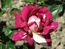 Двухцветная роза Пестрая Фантазия. 
Размер: 700x587. 
Размер файла: 381.41 КБ
