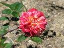 Двухцветная роза с красно-белыми лепестками. 
Размер: 700x624. 
Размер файла: 457.02 КБ