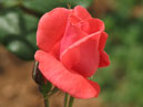 Распускающаяся роза Аве Мария (Ave Maria) с бутоном. 
Размер: 700x838. 
Размер файла: 404.04 КБ