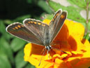 Бабочка на цветке бархатца. 
Размер: 700x581. 
Размер файла: 326.63 КБ