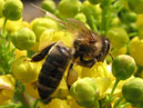 Пчела над желтыми цветами. 
Размер: 700x591. 
Размер файла: 345.45 КБ