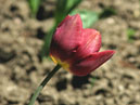 Коричневый тюльпан из коллекции Никитского сада. 
Размер: 700x933. 
Размер файла: 494.11 КБ