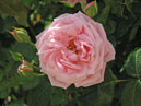 Плетистая розовая роза с бутонами. 
Размер: 700x525. 
Размер файла: 285.11 КБ