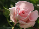 Распускающаяся плетистая розовая роза. 
Размер: 700x752. 
Размер файла: 326.18 КБ