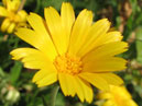 Осенний желтый цветок календулы. 
Размер: 700x948. 
Размер файла: 467.89 КБ