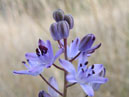Синие осенние цветы из крымского леса. 
Размер: 700x813. 
Размер файла: 404.84 КБ
