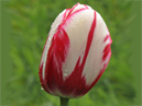 Бутон красно-белого тюльпана Портофино (Portofino). 
Размер: 700x1013. 
Размер файла: 526.51 КБ