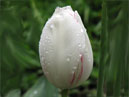 Бутон белого тюльпана с капельками росы. 
Размер: 700x1033. 
Размер файла: 471.66 КБ