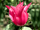 Лилейный тюльпан Мэриэтт (Mariette) из Никитского сада. 
Размер: 700x975. 
Размер файла: 555.34 КБ