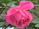 Роза Феодосийская Красавица. 
Размер: 700x847. 
Размер файла: 465.75 КБ