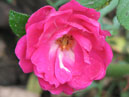 Ярко-розовая роза с белым глазком. 
Размер: 700x555. 
Размер файла: 342.46 КБ