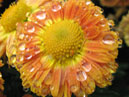Роса на цветке оранжевой хризантемы. 
Размер: 700x566. 
Размер файла: 423.55 КБ