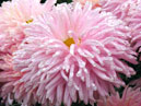 Цветок розовой хризантемы Ройал Саутдаун Пинк (Royal Southdown Pink). 
Размер: 700x933. 
Размер файла: 713.23 КБ