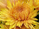Жёлтые цветы хризантемы Lorna Doone Salmonicolor. 
Размер: 700x933. 
Размер файла: 719.17 КБ