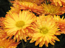 Два цветка хризантемы Никитская Осень. 
Размер: 700x563. 
Размер файла: 447.83 КБ