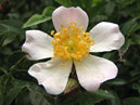 Почвопокровная роза Нозоми (Nozomi). 
Размер: 700x553. 
Размер файла: 413.04 КБ