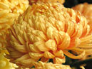 Бледно-оранжевые хризантемы Су-Линг. 
Размер: 700x933. 
Размер файла: 734.08 КБ