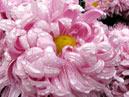 Розовый цветок хризантемы Халцедон. 
Размер: 700x888. 
Размер файла: 682.43 КБ