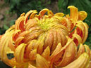 Цветок хризантемы Тёмное Пламя Мягкое Золото (Хо-Лао-Цзынь-Хоу). 
Размер: 700x527. 
Размер файла: 420.37 КБ