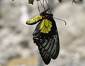 Молодая бабочка. Золотая птицекрылка (troides rhadamantus). 
Размер: 700x849. 
Размер файла: 473.62 КБ