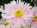 Бледно-розовая хризантема Юность. 
Размер: 700x1002. 
Размер файла: 743.62 КБ