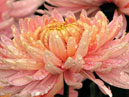 Хризантемы Предрассветный Аю-Даг - гордость Никитского сада. 
Размер: 700x525. 
Размер файла: 378.34 КБ