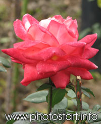 Роза Ave Maria