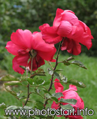 Роза La Marseillaise